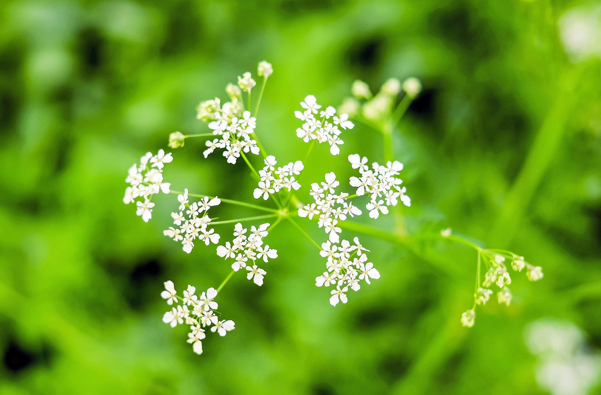 Giersch-umbelliferae-1341786_1920